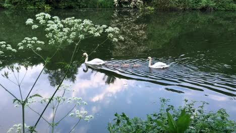Swans-swimming-with-their-babies-in-a-lake