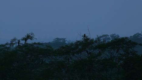 Por-Encima-De-La-Naturaleza,-águilas-Descansando-Sobre-Las-Copas-De-Los-árboles-Al-Atardecer