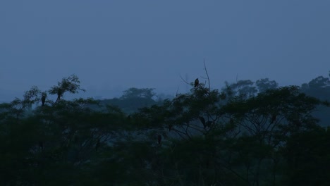 above nature, eagles resting on tree tops at dusk