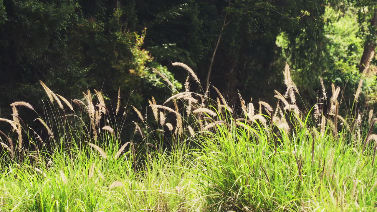 Serene forest scene with tall, swaying plant reeds in soft sunlight. Gentle breeze rustles leaves, creating a peaceful, natural ambiance