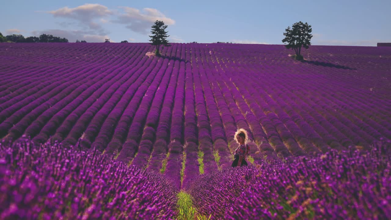 cinemagraph 4k uhd de un hermoso campo de lavanda en la famosa provenza en la costa azul en francia-1