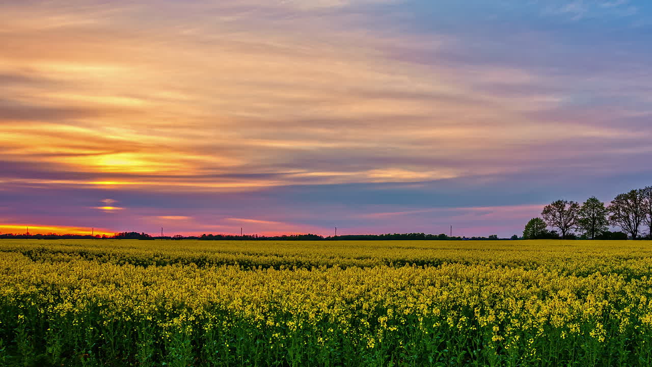 vista panorámica del paisaje del campo de colza o colza lleno de flores amarillas
