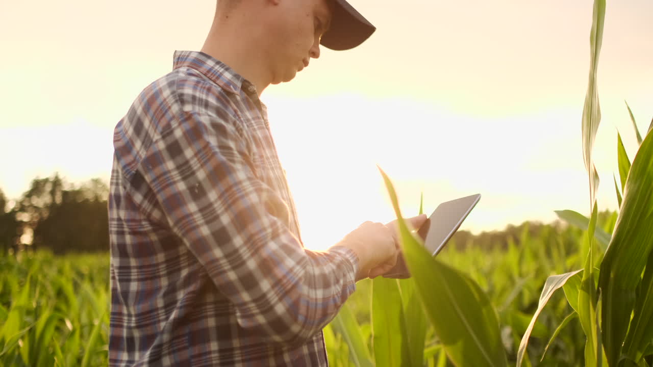 un agricultor en su campo de maíz examina sus cosechas con una tableta digital al atardecer