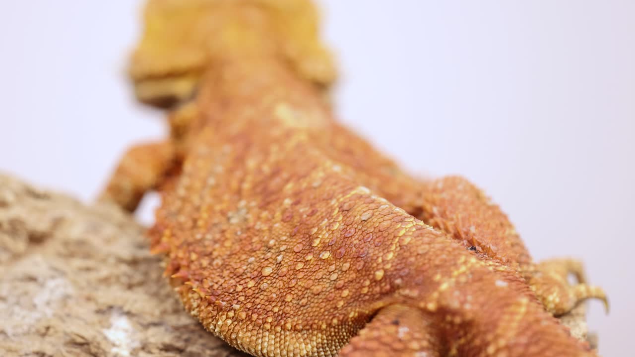 A bearded dragon rests on a textured rock, captured in soft lighting with a shallow depth of field