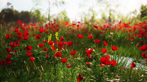 campo de amapola roja en verano