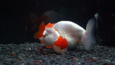 two lionhead goldfish, carassius auratus auratus with bumpy head, swimming at the bottom of the aquarium tank against dark background