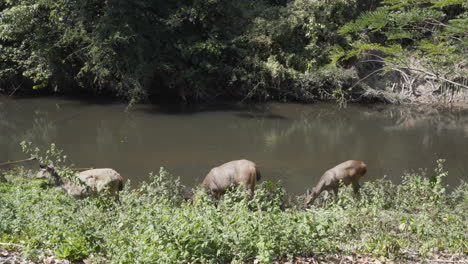 4k video clip of a family of three deer grazing calmly by a river full of fish  in the green and tropical jungles of asia