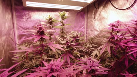 mature marijuana cannabis hemp plants growing under full spectrum led lights in reflective grow tent indoor grow for medical diy thc cbd farming harvesting ascending medium tight angle red purple