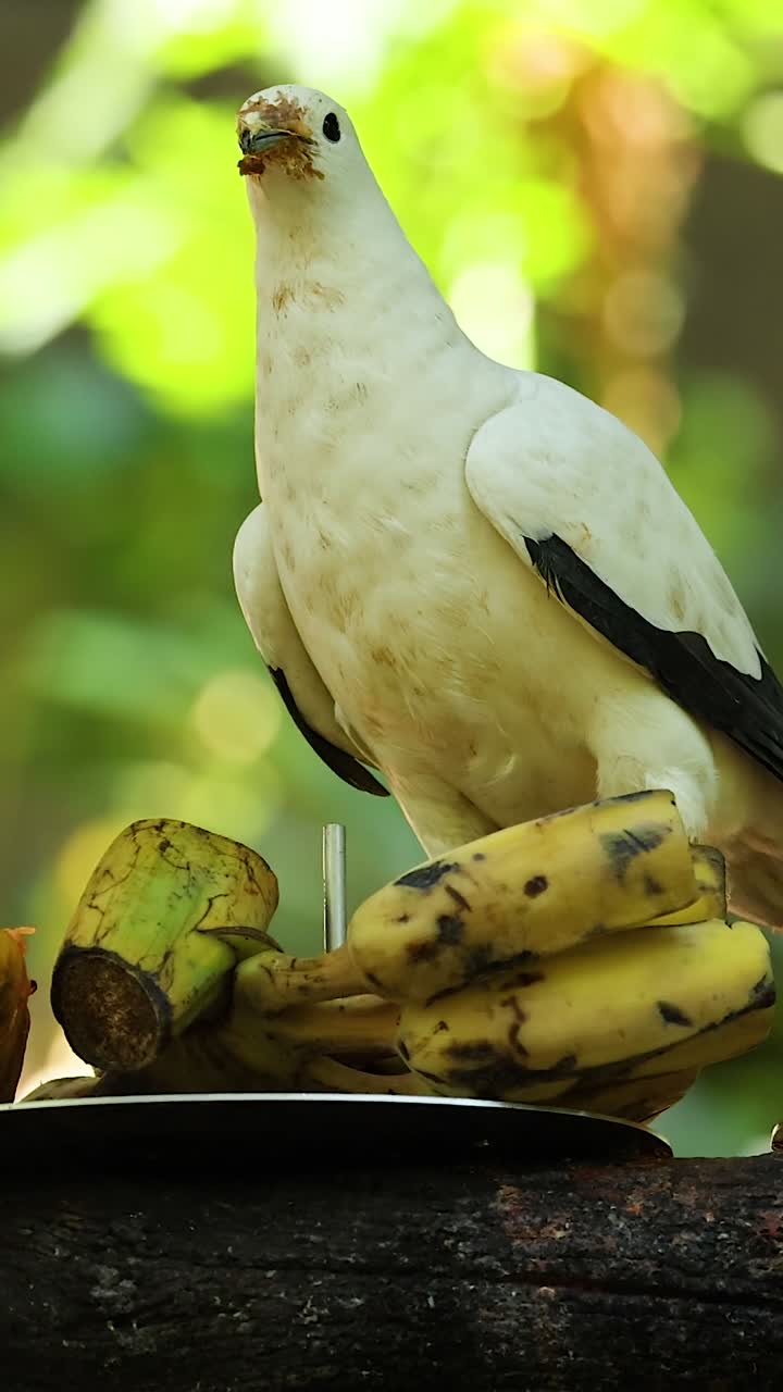 Dois pombos comendo frutas em um ambiente natural