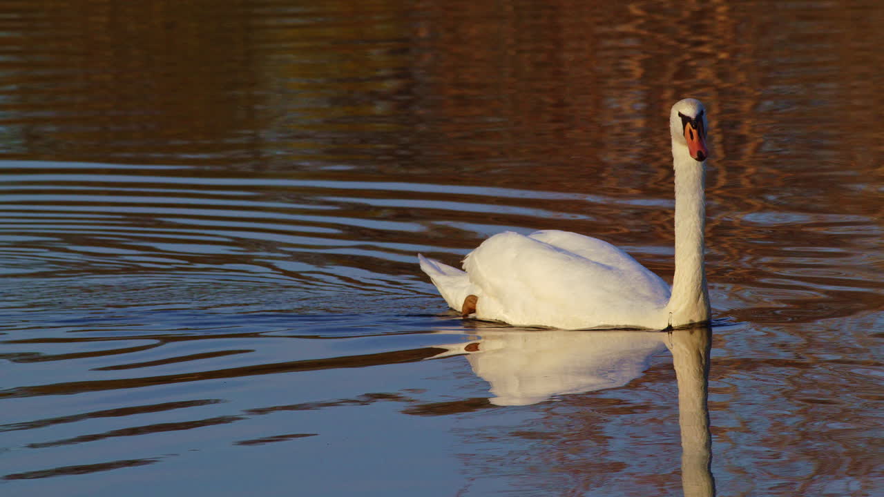 Slow-motion shot of swans creating ripples on a misty pond at first light
