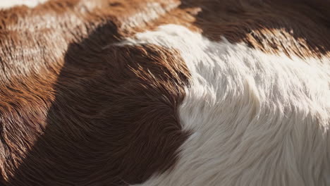 close-up of brown and white animal fur
