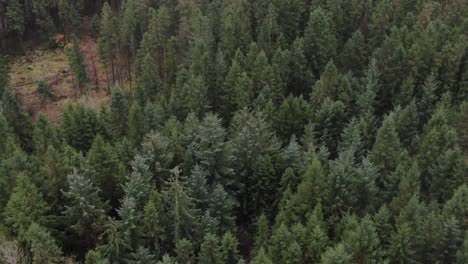 aerial view, dense coniferous green forest in countryside of norway, hjelmeland municipality, rogaland