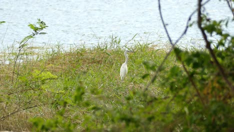 large white heron standing in green field by lake before taking off