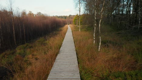 boardwalk amidst the colorful grass and forest in fagne du rouge ponce in saint hubert, belgium