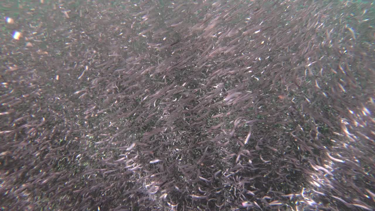 riprese subacquee di un'enorme palla esca di acciughe in motivi psichedelici 1