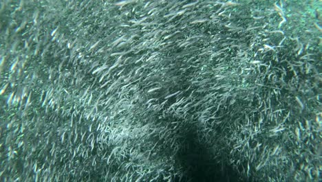 underwater footage of a huge bait ball of anchovies in psychedelic patterns 1