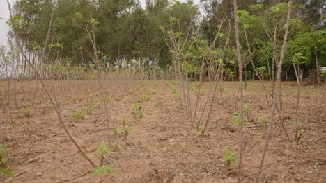 cassava or manioc plant on field in paraguay