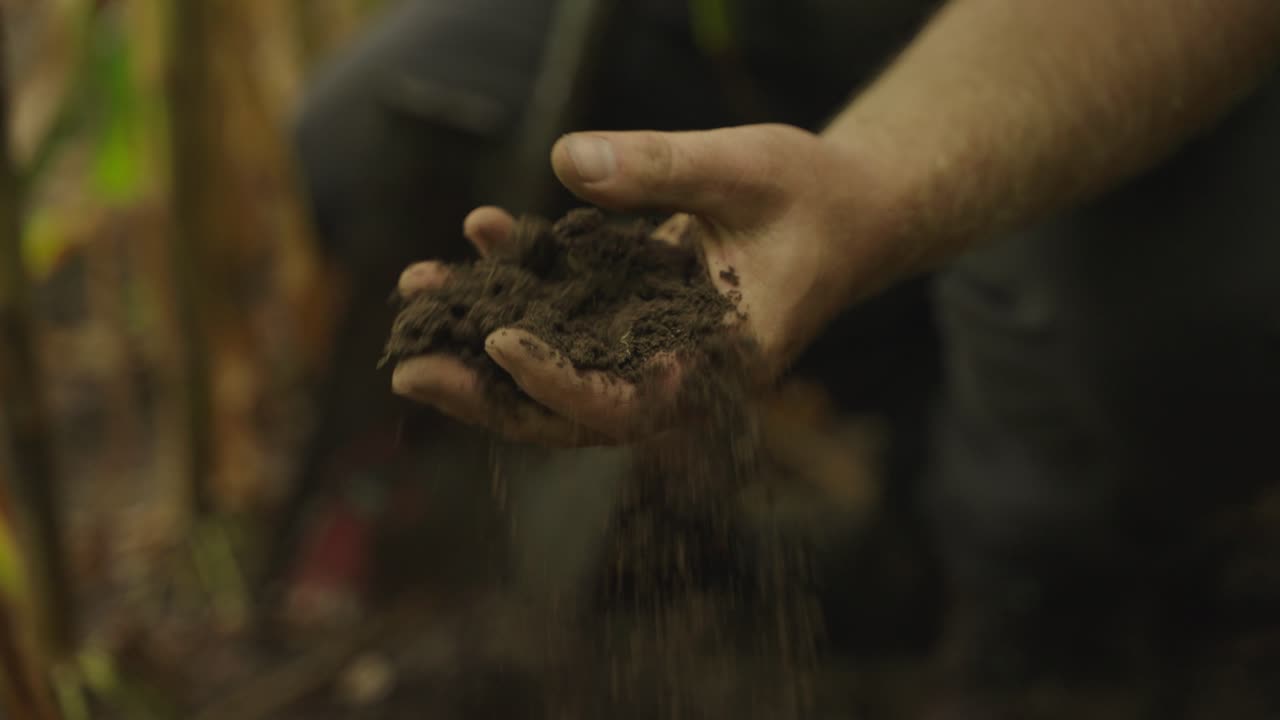 Contadino che esegue un test del terreno a mano in un campo di mais