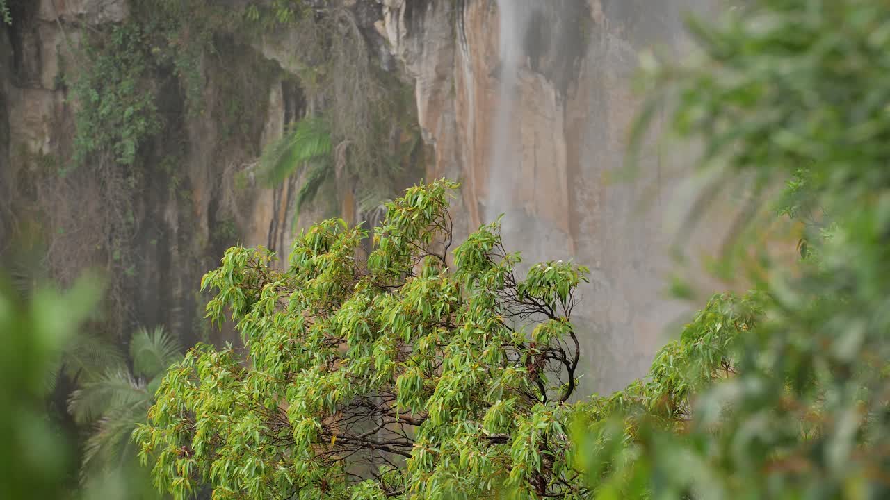 vista de eucaliptos cerca de purling brook falls en el parque nacional springbrook, interior de la costa dorada, queensland, australia