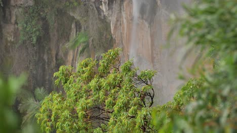 Blick-Auf-Eukalyptusbäume-In-Der-Nähe-Von-Purling-Brook-Falls-Im-Springbrook-National-Park,-Hinterland-Der-Gold-Coast,-Queensland,-Australien