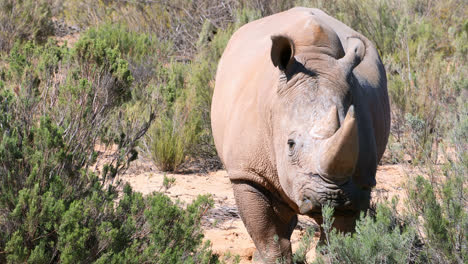 Nashorn-Steht-Auf-Einer-Wiese-4k