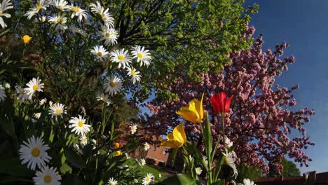 springtime garden bloom