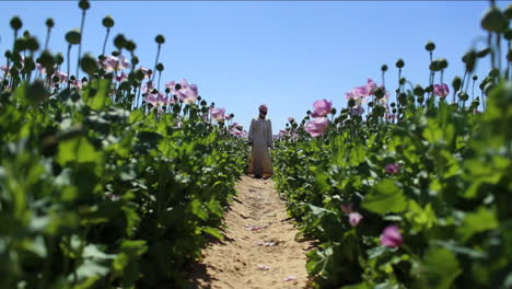 Un-Hombre-árabe-Se-Encuentra-En-Los-Campos-De-Opio-Durante-La-Temporada-De-Cosecha-1