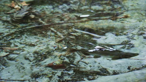 Desove-De-Salmón-En-Un-Río,-Nadando-Bajo-El-Agua