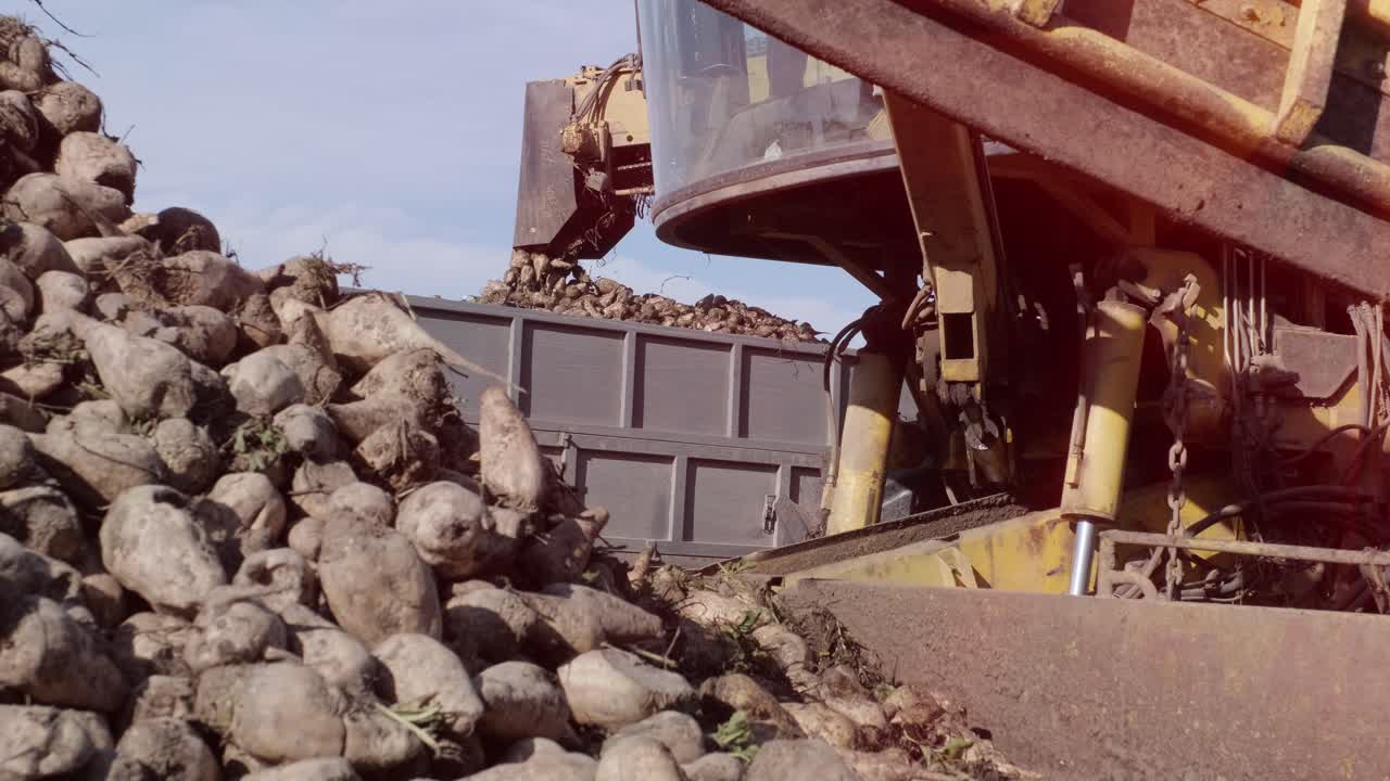 에 설탕 비트 어리: 의 가장자리에 있는 클램프에서 도로에 있는 트럭으로 설탕 비트를 청소하고 로딩하는 자기 추진 기계.