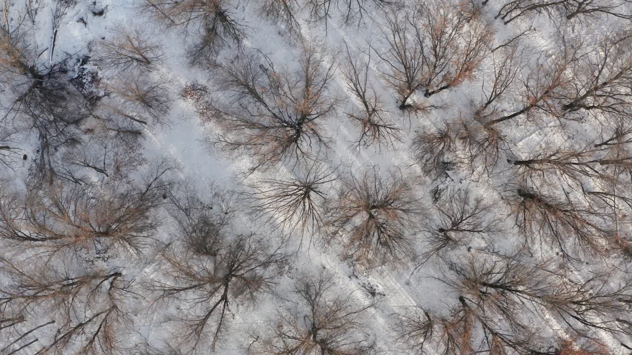 arriba hacia abajo, árboles forestales sin hojas durante la temporada de invierno, suelo cubierto de nieve