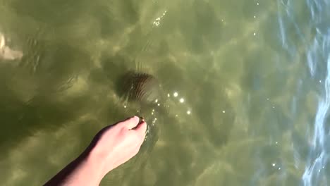 picking up a cannonball jellyfish out of emerald green water in avon, north carolina slomotion