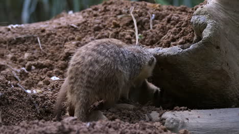 Suricata-Construyendo-Casa-Bajo-El-Tronco-De-Un-árbol