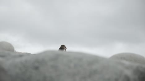 disparo de ángulo extremo bajo de pingüino caminando en una cresta en la antártida