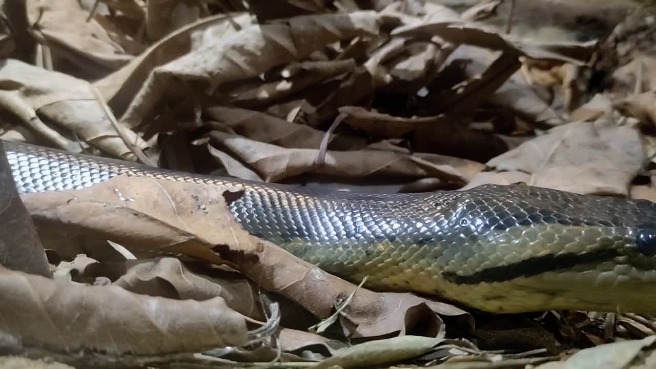 은 모로코의 건조한 경로를 천천히 이동하고 길을 찾습니다.