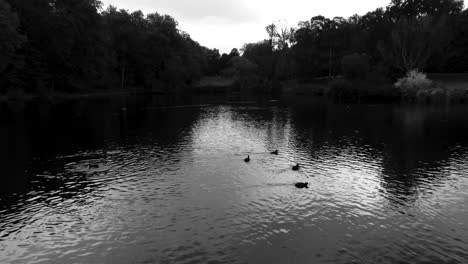 flying low over silhouetted trees reflected on a calm tranquil mysterious lake surface, black and white, aerial