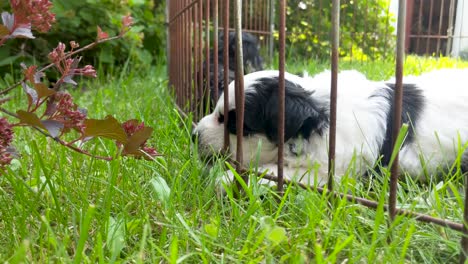 Close-up-of-Maltese-Miniature-Schnauzer-puppy-teething-and-chewing-on-kennel-while-in-grass-on-a-warm-sunny-afternoon