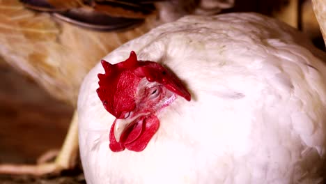 white rooster with a red comb