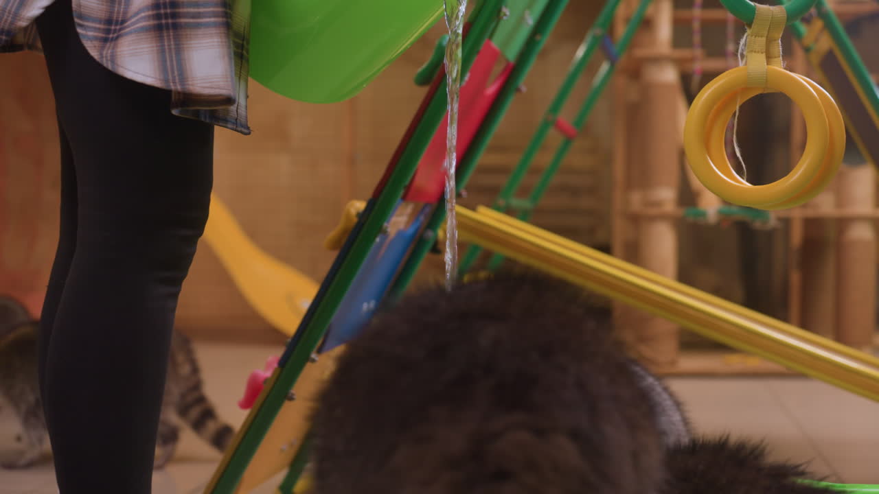 guaxinins se aproximam do zelador com um balde verde em uma sala de jogos interna; animais brincalhões sobem em uma banheira rasa, cheiram e mordiscam petiscos; escada e argolas coloridas no plano de fundo; iluminação aconchegante e quente