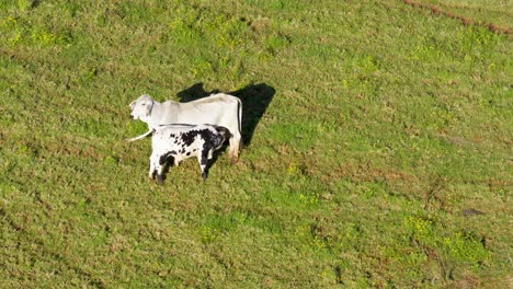a mother cow nurses her calf in a sunlit green pasture, captured from an aerial perspective with gentle camera movement