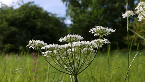 Eine-Fliege-Auf-Einer-Doldenblütlerblüte-Auf-Einer-Wiese-Im-Spätfrühling