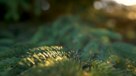 closeup of conifer tree needles at sunset in algonquin park