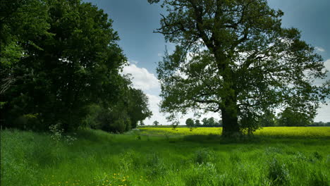 tree in an english countryside meadow