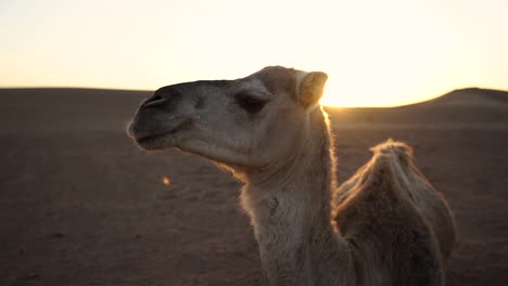 cerca de camello descansando sobre las dunas de arena del desierto del sahara en marruecos durante la puesta de sol