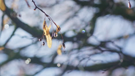 秋の晴れた朝に黄色の葉を持つ枝の視差ショット