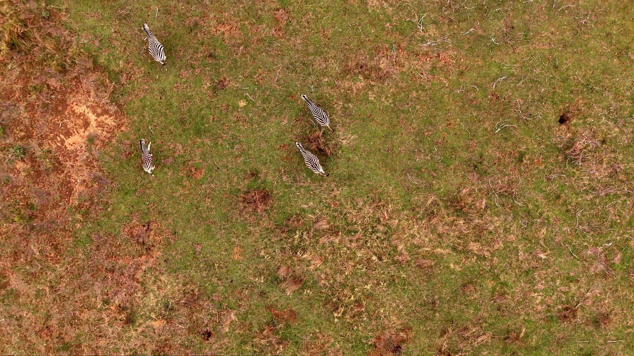 vista aérea de un rebaño de cebras corriendo sobre la llanura de hierba de la sabana