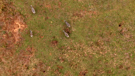 overhead aerial view of zebra herd running over grass plain of savannah