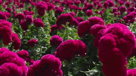 A-panoramic-footage-of-a-floral-field