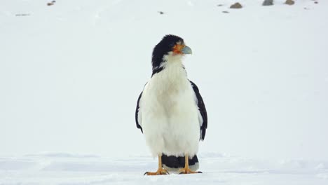 Mountain-Caracara,-Daptrius-megalopterus-in-Patagonia-during-winter-season