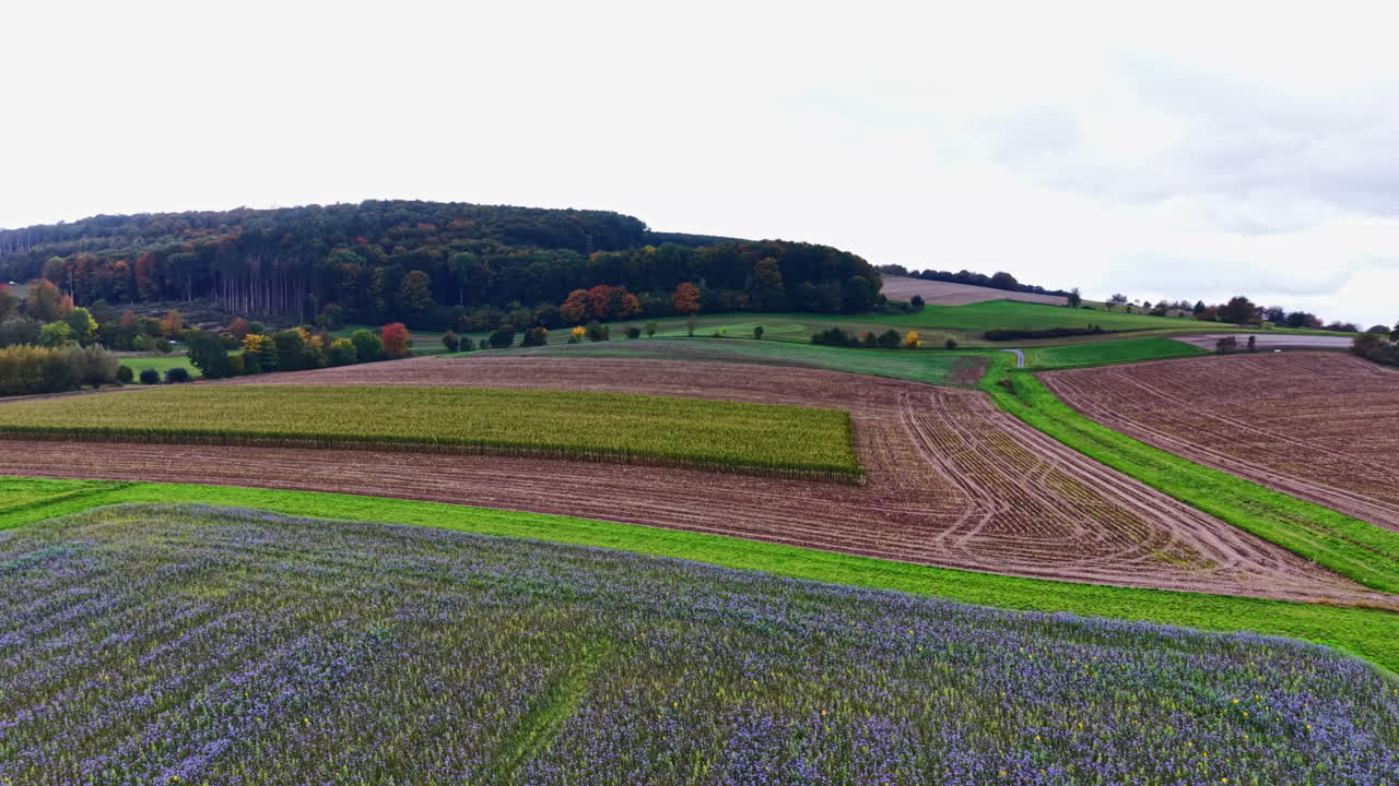 Lebendige Felder violetter Blumen erstrecken sich über die Landschaft in einer idyllischen ländlichen Szenerie an einem bewölkten Herbsttag.