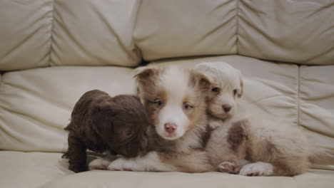 Varios-Lindos-Cachorros-Están-Tumbados-En-El-Sofá-De-La-Sala-De-Estar.